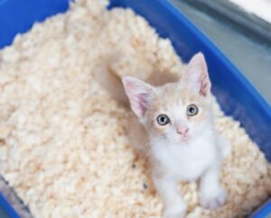 多頭飼育の猫トイレに関する研究　〜あいつのトイレは嫌か〜