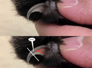 獣医師が教える猫の爪切り必勝法①