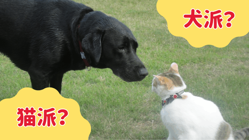 あなたは犬派？猫派？向いている暮らしタイプ診断