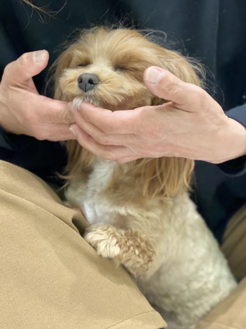 ひまわりとねね 3
