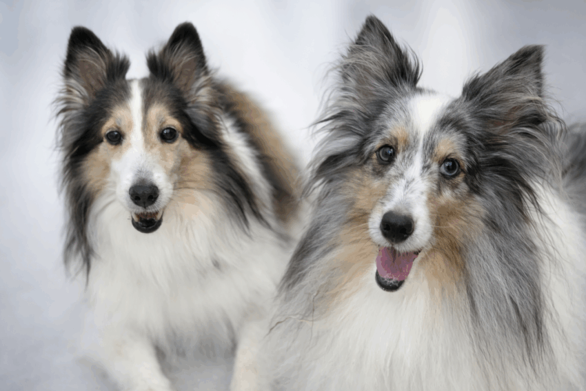 KDC(Kanako's Dog&Cat Chiropractic) 4