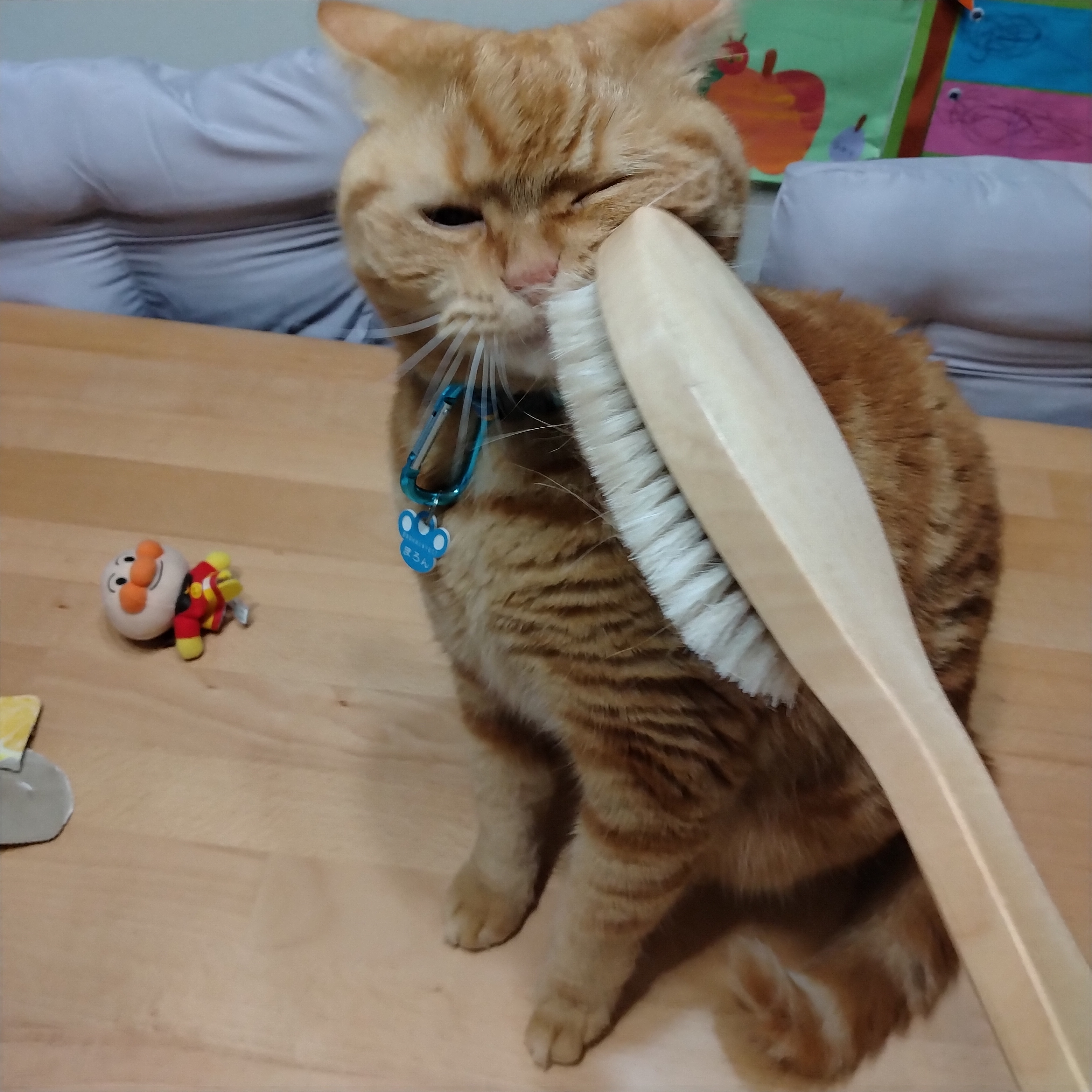 まろん♀ 4歳 | わんにゃんスマイル