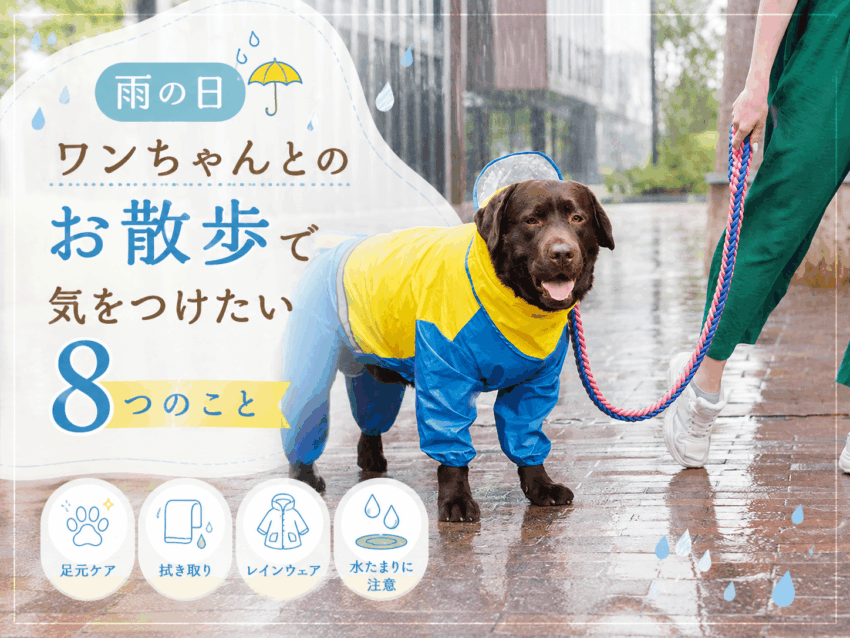 雨の日　ワンちゃんとのお散歩で気をつけたい8つのこと