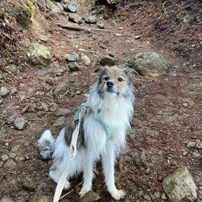 犬猫整体院shApe 4