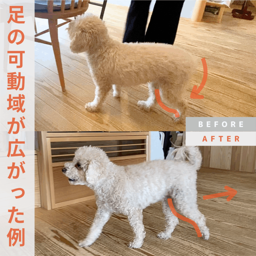 犬猫整体院shApe 3